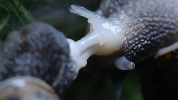 雌雄同体的蜗牛办事时间长达24小时，堪称缓慢性爱专家。