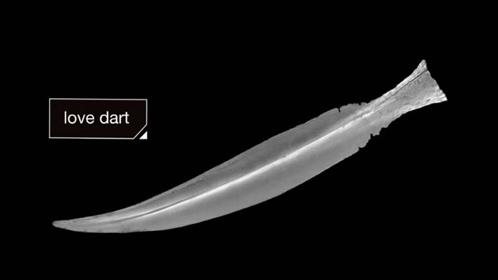 雌雄同体的蜗牛办事时间长达24小时，堪称缓慢性爱专家。