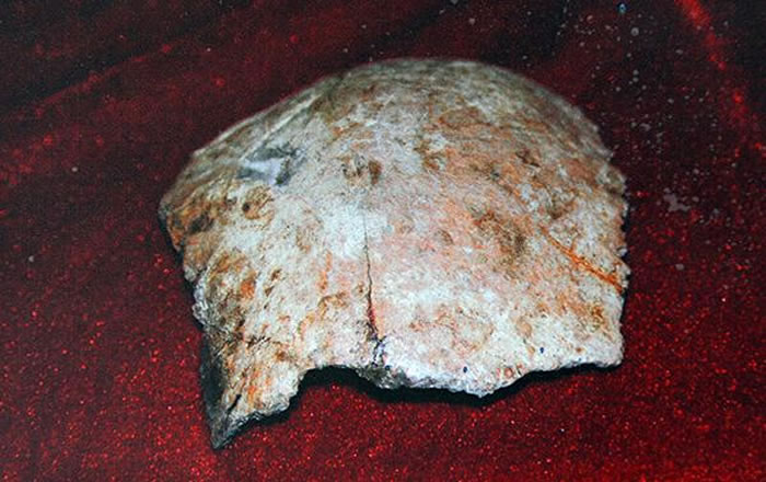 “许昌人”头盖顶骨化石