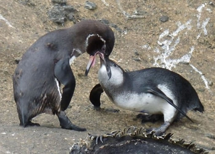 该企鹅在成年后仍会向父母索取食物。（加拉帕戈斯国家公园图片）