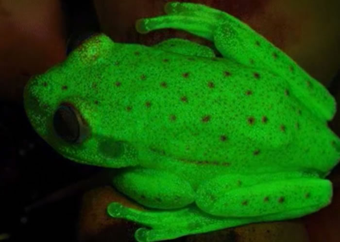 科学家无意间发现该种树蛙会发出萤光绿色。