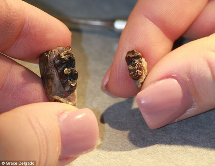 5600万年前地球突然升温 始祖马体型随之缩小