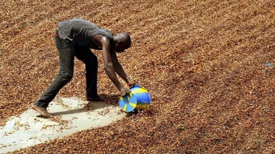 正在晾晒中的可可豆。图片：npr.org