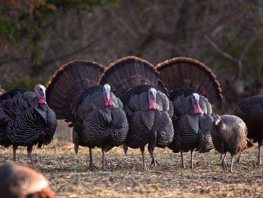《火鸡绕着死猫转》这是召唤猫咪复活的神秘仪式吗？ - 图片6