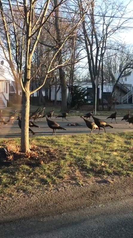 《火鸡绕着死猫转》这是召唤猫咪复活的神秘仪式吗？ - 图片3