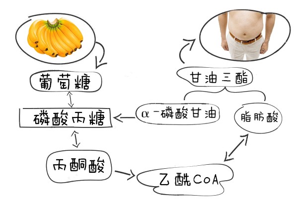 光吃水果不吃肉就能瘦？
