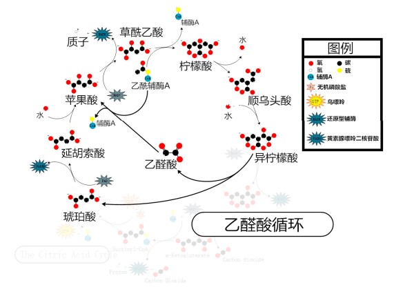 光吃水果不吃肉就能瘦？