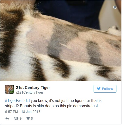 原來老虎的毛发底下皮膚長這樣！剃毛後模樣會讓你再也回不去！