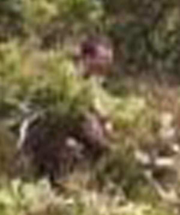 18張讓你困惑到“腦漿從耳朵流出來”的無法解釋照片。#17 會瞬間移動的女子！