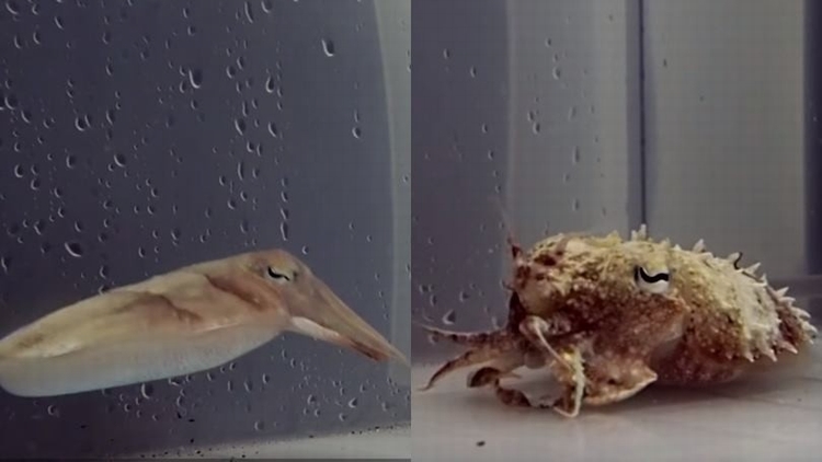 勃起吓死敌人！乌贼“整只充血”化身寄居蟹 触须硬到能伸长5倍（翻摄自国家地理频道Youtube）