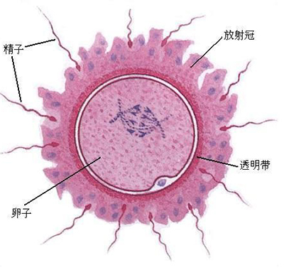 一直以來對精子的認知錯慘了，原來當年我們不是最快精子！