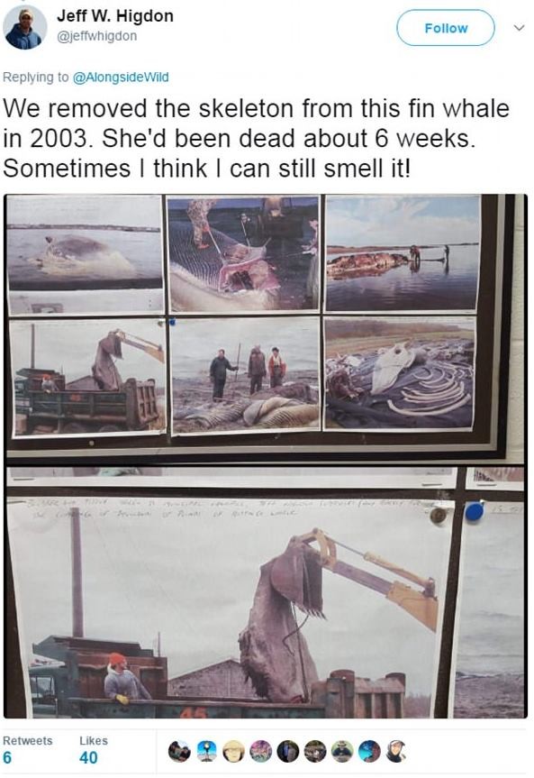 地球上“最臭的东西”有多恶？专家激辩：肛门分泌物从尸体流出(翻摄自推特)