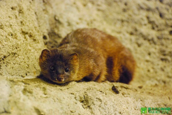 水獭兄弟跟黄鼠狼都是本土貂科动物。（图／翻摄自台北市立动物园）