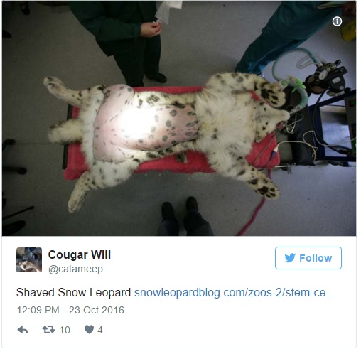 原來老虎的毛发底下皮膚長這樣！剃毛後模樣會讓你再也回不去！