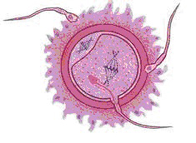 一直以來對精子的認知錯慘了，原來當年我們不是最快精子！