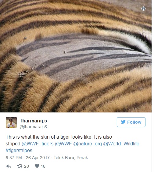 原來老虎的毛发底下皮膚長這樣！剃毛後模樣會讓你再也回不去！