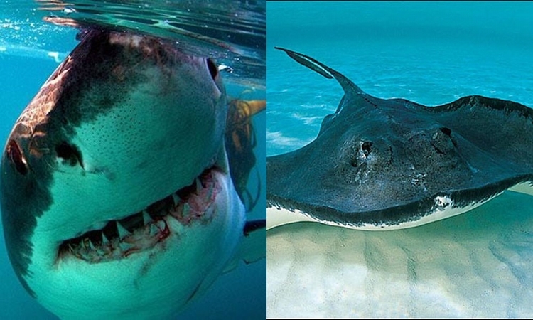 鲨鱼，魟鱼（图／翻摄自YouTube）