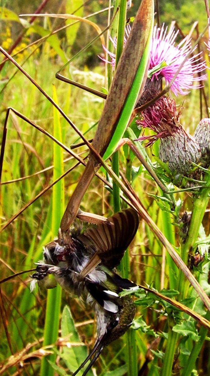 全球螳螂惊现“僵尸化”！欲捕食鸟类反被剖头吸脑浆（翻摄自ScienceAlert/Chris McCarthy）