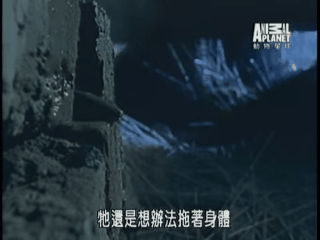 （图／翻摄自动物星球）