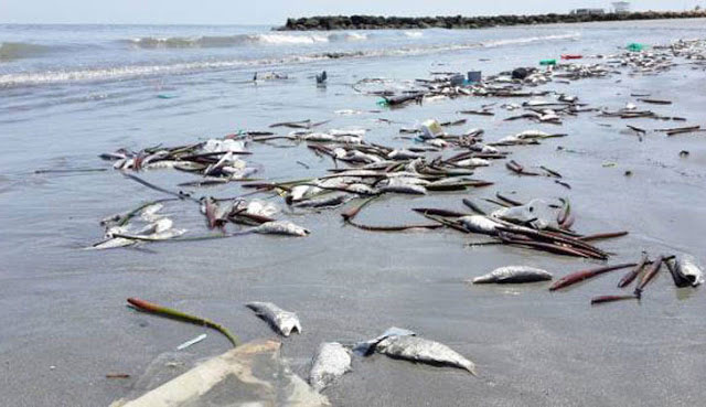 地球已經進入“第6次大滅絕”，人類只剩20年！第5次造成恐龍全滅亡...