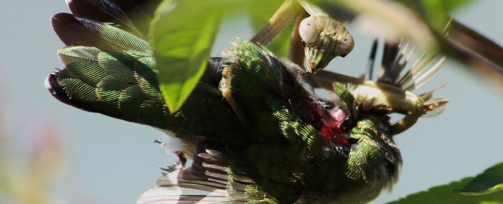 全球螳螂惊现“僵尸化”！欲捕食鸟类反被剖头吸脑浆（翻摄自ScienceAlert/ “What’s That Bug？” by Randy Anderson）